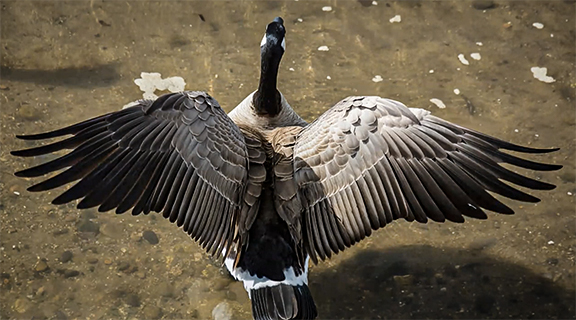Notice the first three feathers on the goose’s wings. These feathers make for the best quills, as they are the sturdiest of all the feathers one could use (3:50).